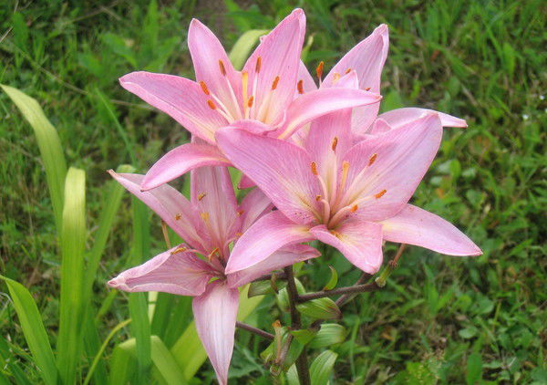 Надежда Соловьева