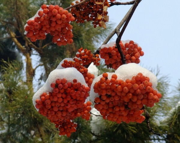 Светлана Пономарева