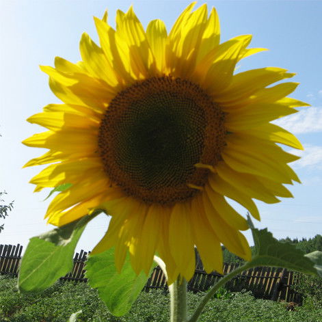 Александр Толмачев