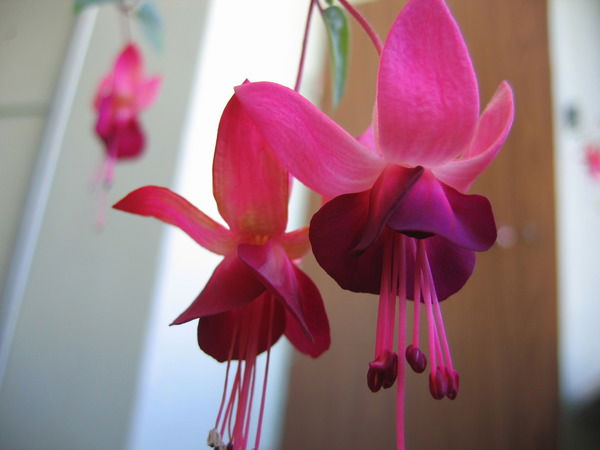 Галина Попова