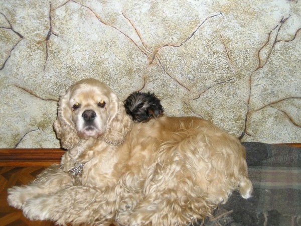 Ольга Коршунова