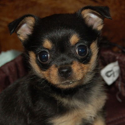 Лариса Букреева