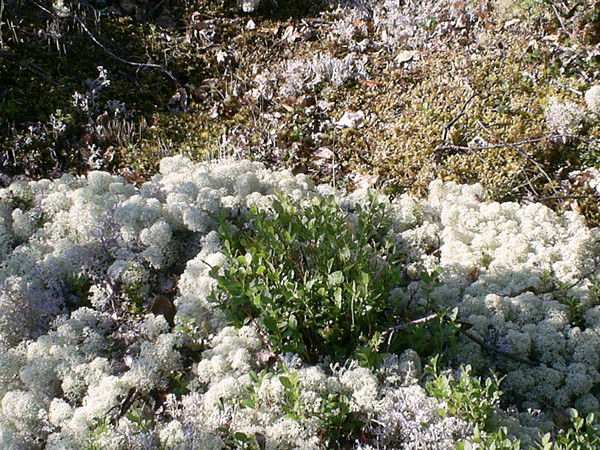 Елена Прохорова