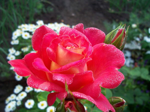 Светлана Радченко