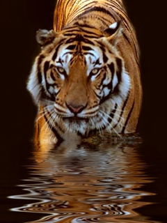 Костя Зинин