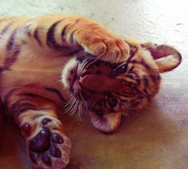 Ангелина Андрущак