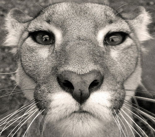 Константин Panco