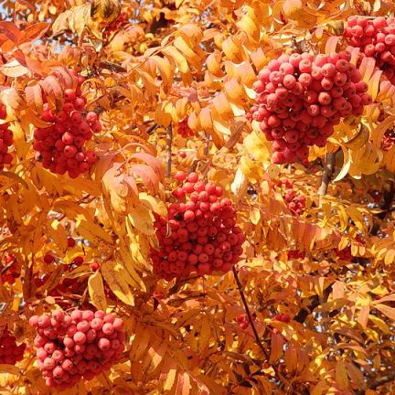 Алла Андреева