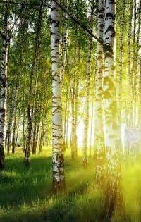 Людмила Васильева