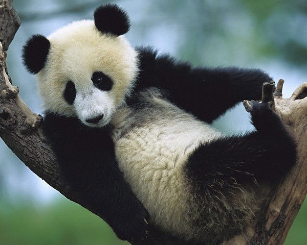 Цвет Диванов