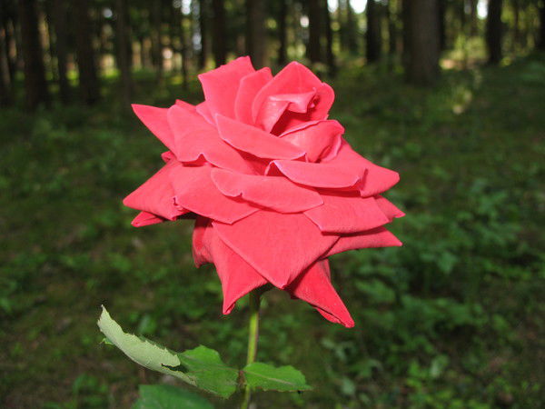 Светлана Моткина