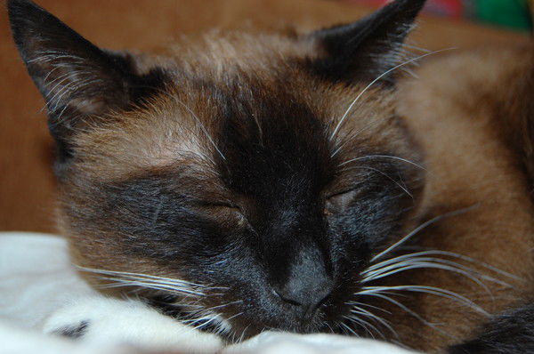 Светлана Бутарева