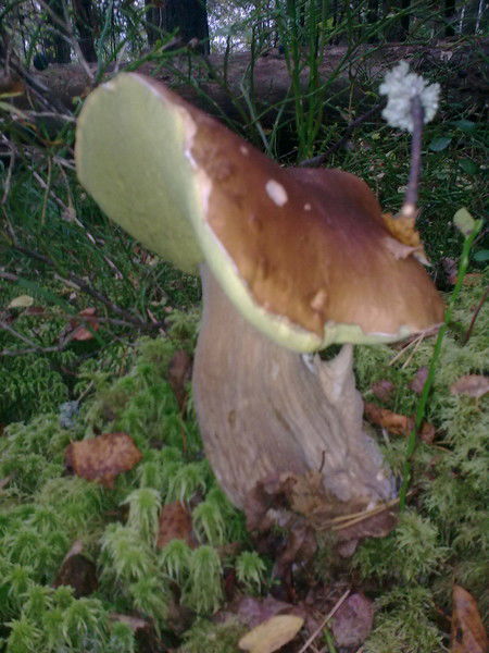 Виктор Колодешников