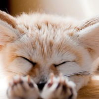 Ольга Благова