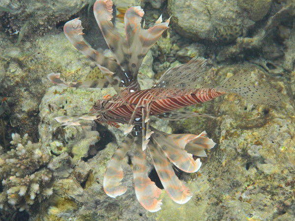 Иван Мыглан