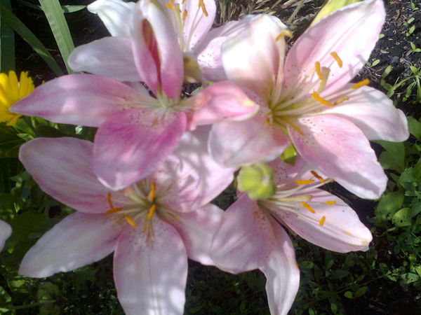 Ирина Алексеева (Сединкина)