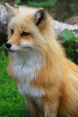 Екатерина Климова