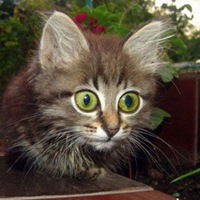 Валентин Илларионов