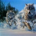 Волк Волк