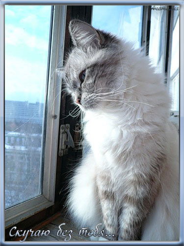 Танюшка Гордюшка