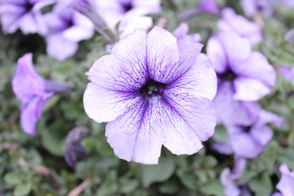 Алия Бердыбаева