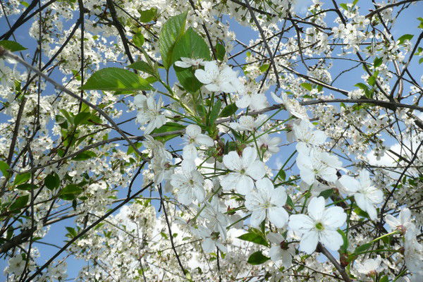 Екатерина Панкова