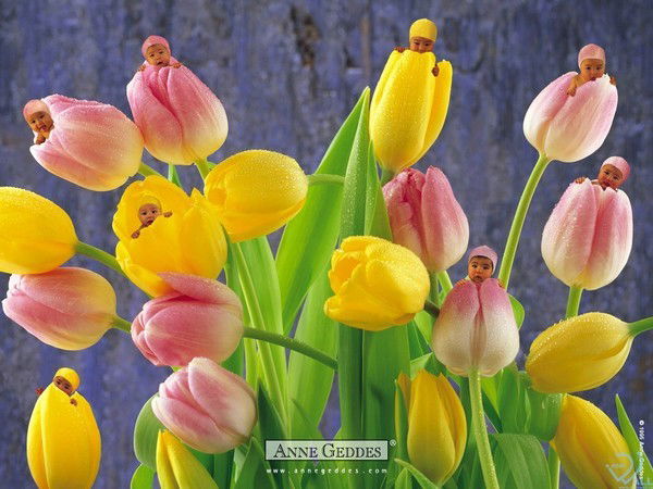 Иннa Войцеховская