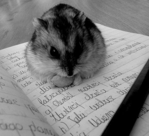 Ирина Андрианова