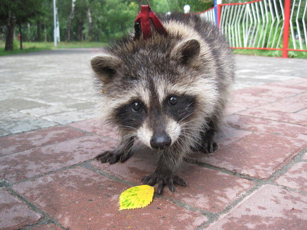 Виктория Пашенных