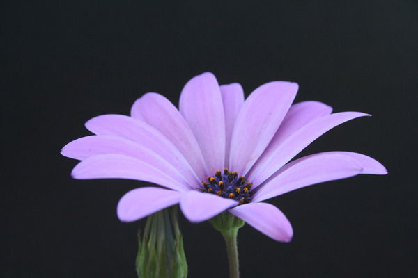 Вера Баумгертнер