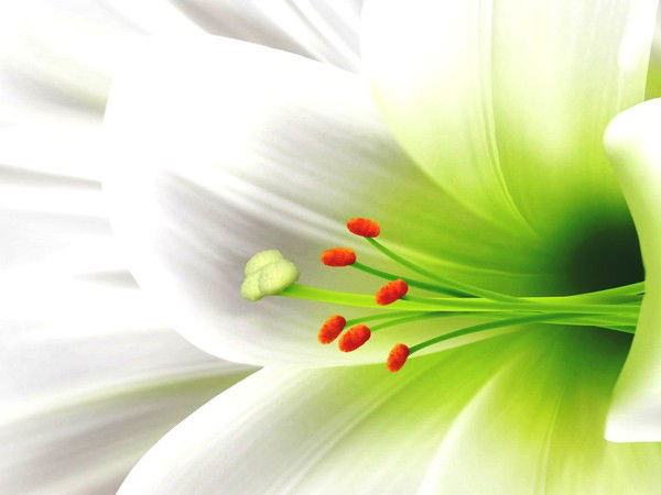 Надежда Нарышкина(Никитина)