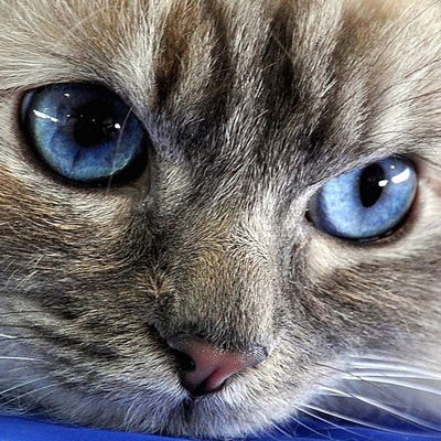 Анна Морочко