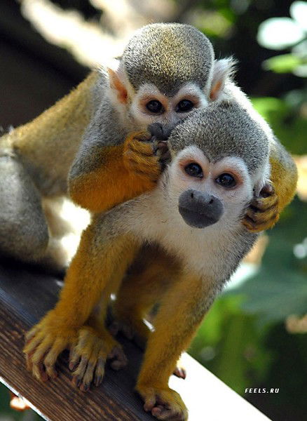 Вадим Иванов