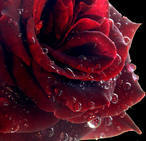 Оксана Молчанова