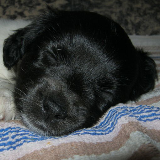 Д.ээ.э. Бэббэ