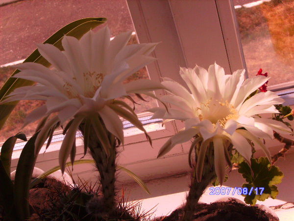 Рамиля Сабитова