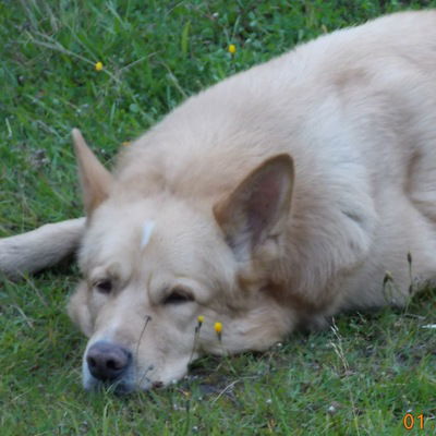 Елена Радутная