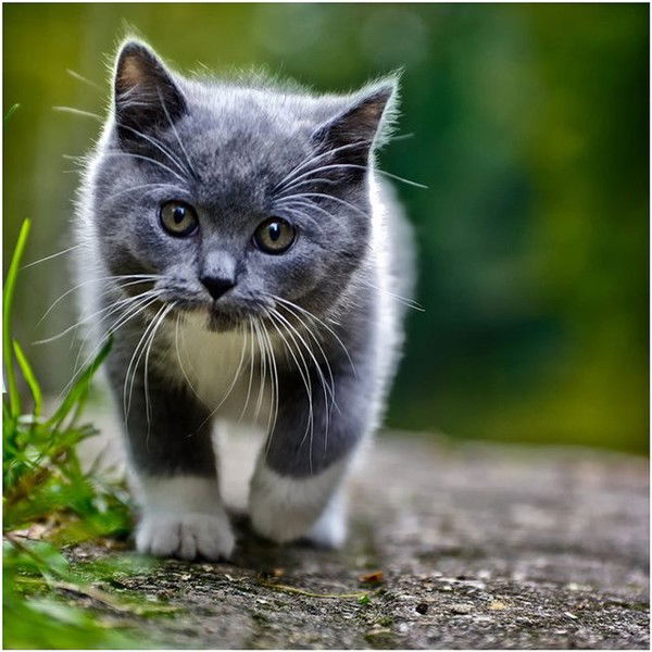 Михаил Иванищев