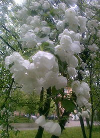 Татьяна Буракова