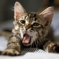 Юля Яхшинян