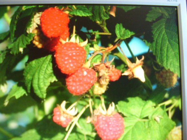 Дина Яруллина