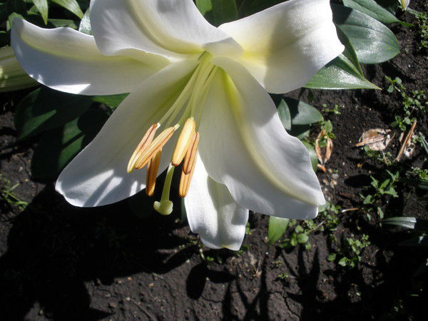 Татьяна Ивановна Яхимович