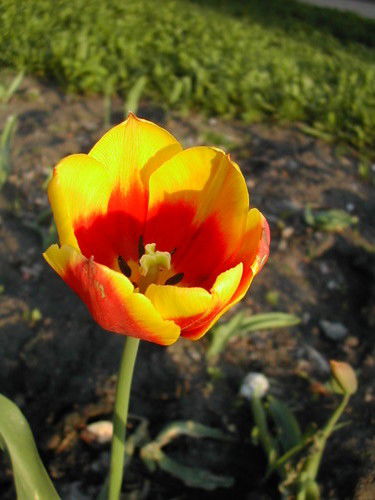 Шерстнева Елена