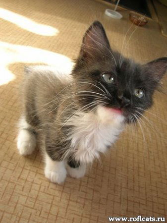 Светлана Пенкина