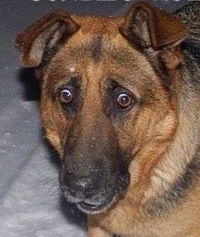 Андрей Захаренко