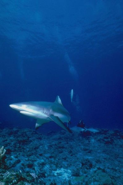 Игорь Учаев