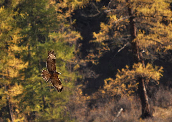 Айсулу Какпакова