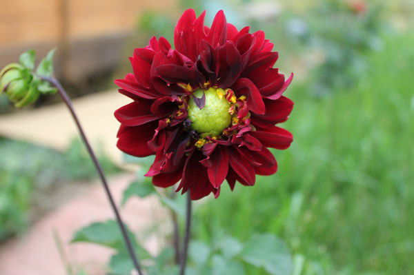 Светлана Брусницкая