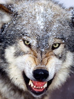 Конрад Мехельсон