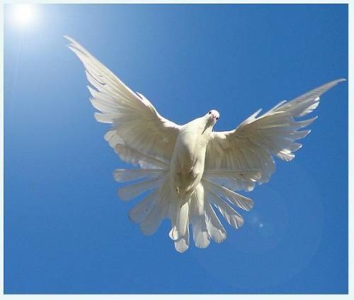 Агния Сварогски